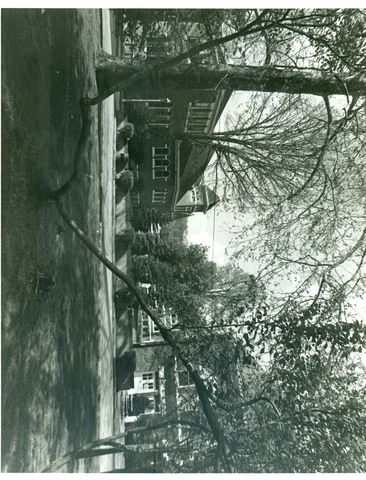 Trees and buildings