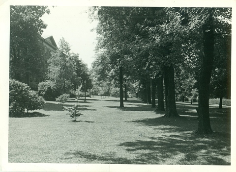 Row of trees and building