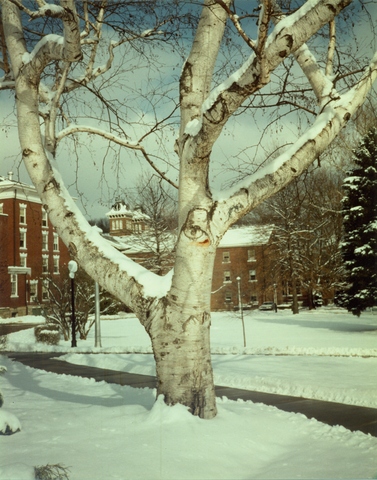 Snowy tree