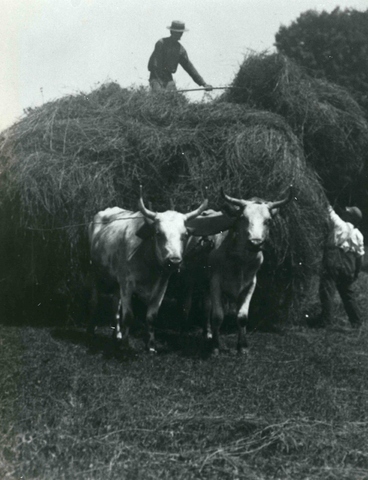 Haying scene, about 1900 - Farms of Yesterday