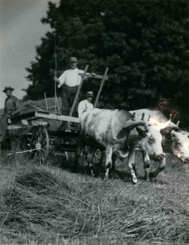 Nostalgic haying scene- Farms of Yesterday