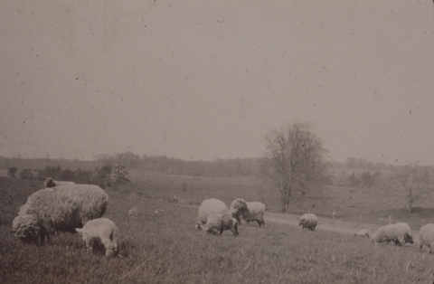 Sheep farm