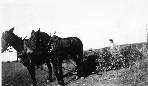 Farming scenes 1943