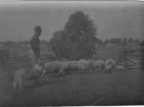 George Goodell with sheep, 1909