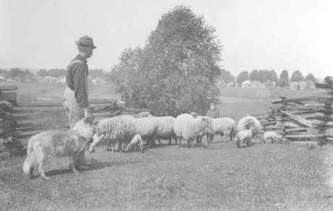 Todd Goodell - sheep farmer- about 1910