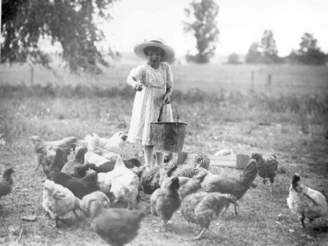 Romaine Billings feeding chickens