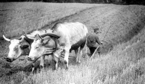 Ox-cart days in Edinboro over 50 years ago