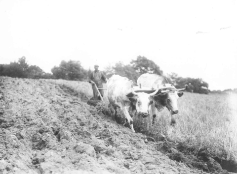 Ox-team days in Edinboro about 1900 (2)