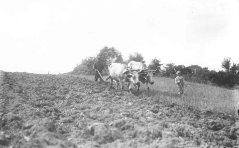 Ox-team days in Edinboro about 1900 (3)