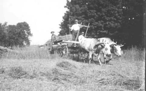 Ox-team days in Edinboro about 1900