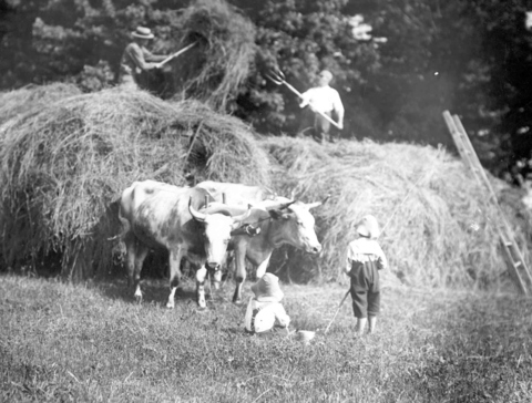 Ox-cart days in Edinboro over 50 years ago (2)