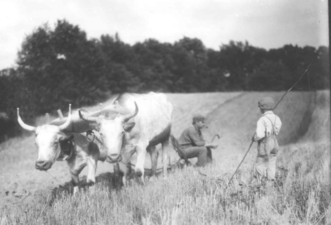 Ox-team days in Edinboro about 1900 (4)