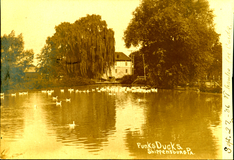 Funks Ducks