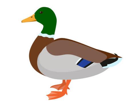 Test Vector Duck